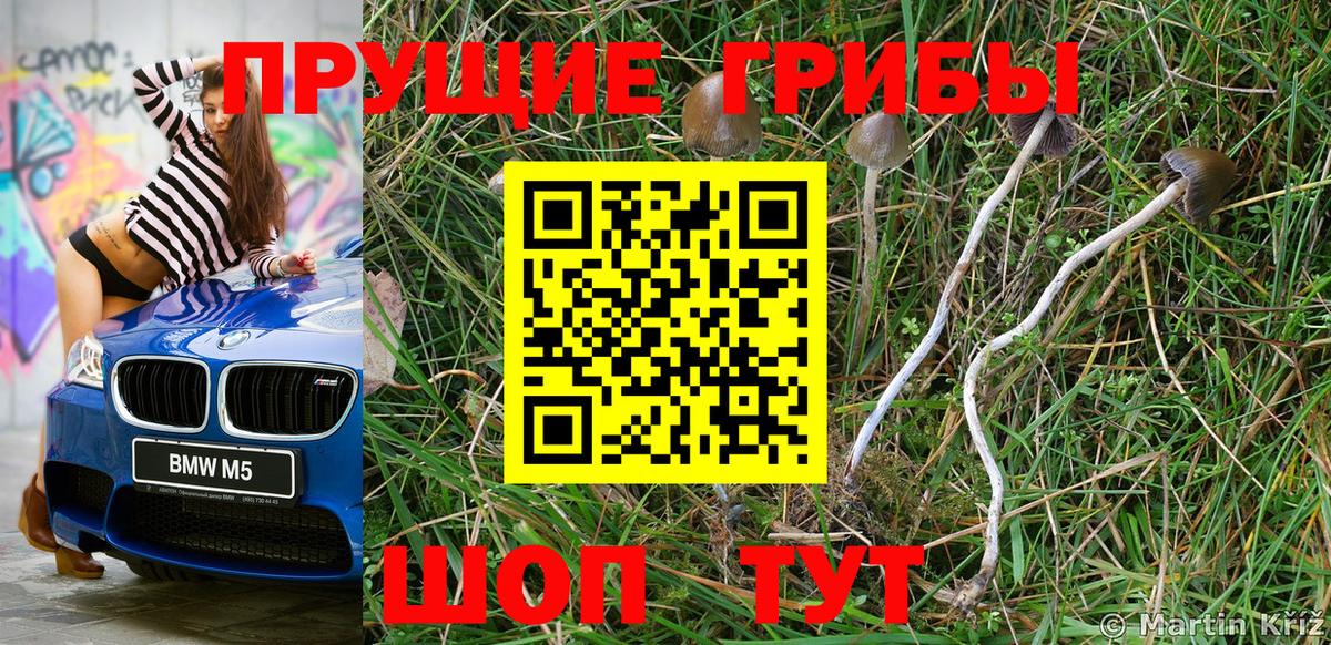 Железногорск  Галлюциногенные грибы Psilocybe  Вход с VPN 